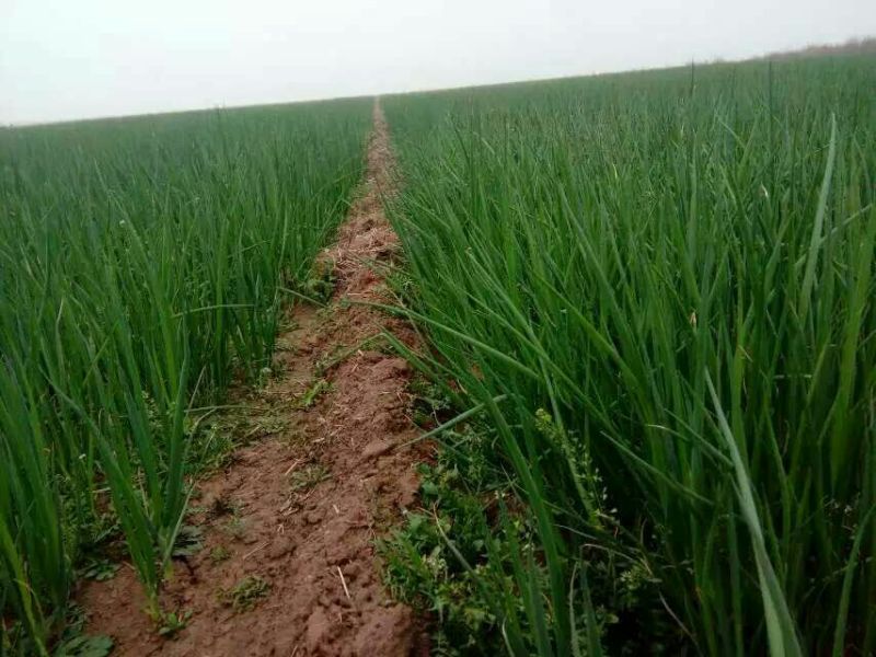 葱苗质量好诚信经营，刚葱苗，长白葱苗，品质保正