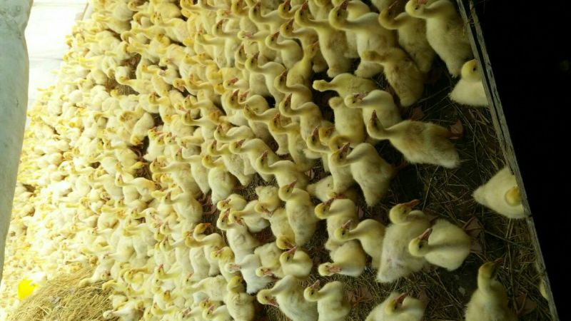 皖西白鹅鹅苗250g以下