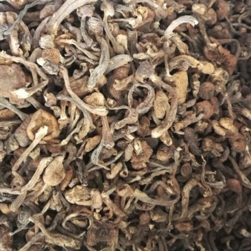 榛蘑头，质量好，颜色好