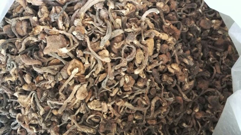 榛蘑头，质量好，颜色好