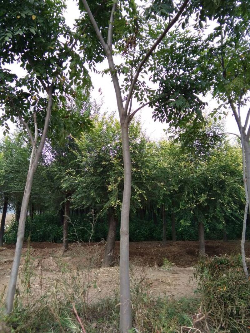 栾树苗，黄花栾树苗，质优价廉