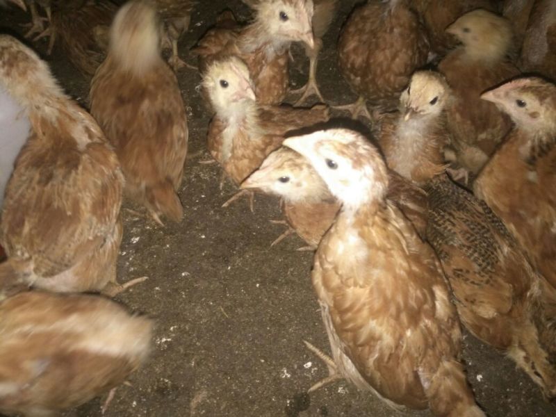 红玉鸡苗1斤以下