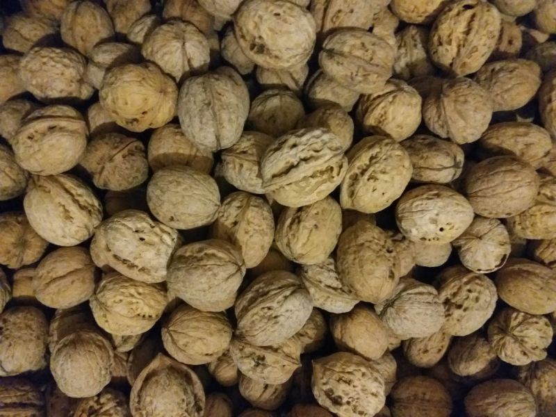 核桃25mm以下去皮干