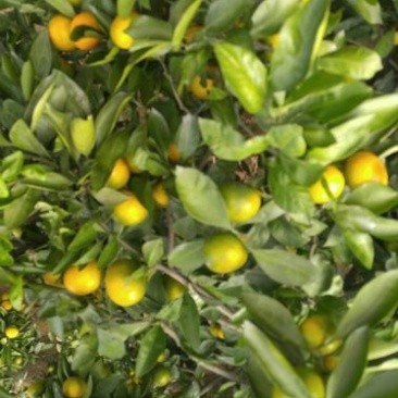 柑桔5~5.5cm