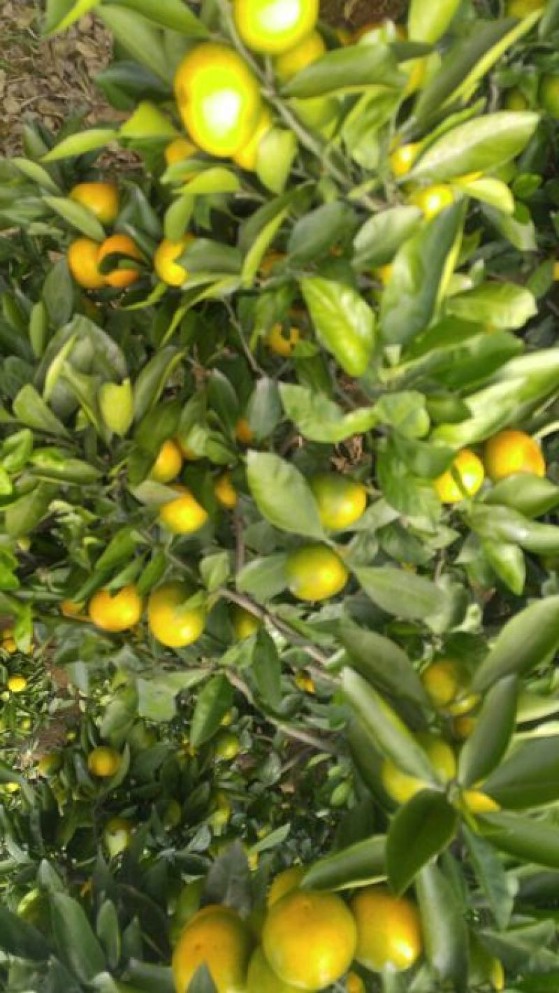 柑桔5~5.5cm