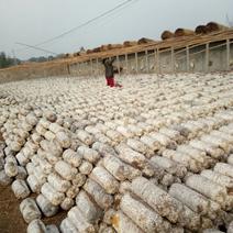 河北邯郸新品种平菇菌棒蘑菇卷棒抗病高产免费技术指导