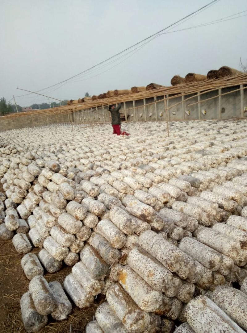 河北邯郸新品种平菇菌棒蘑菇卷棒抗病高产免费技术指导
