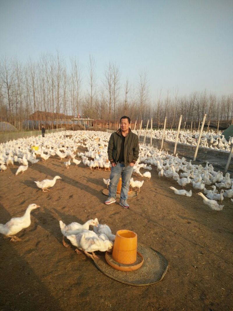 泰州白鹅鹅苗250g以下