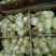 三花鹅苗250g以下