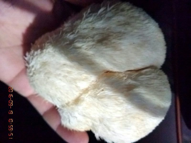 正宗东北大山林下精品手工采摘山野菌《猴头菇》5~7