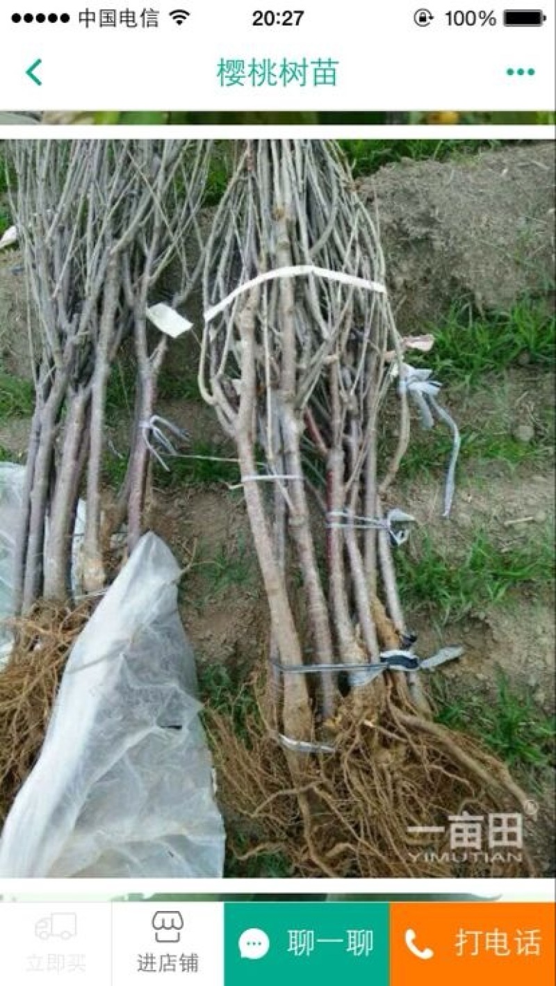 美早樱桃苗