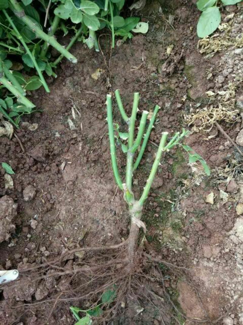 大花月季30~40cm高，一到五年地栽苗