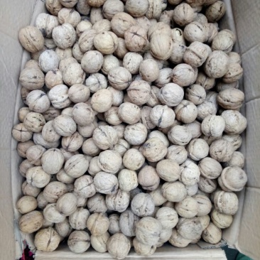 薄皮核桃30mm以上去皮干