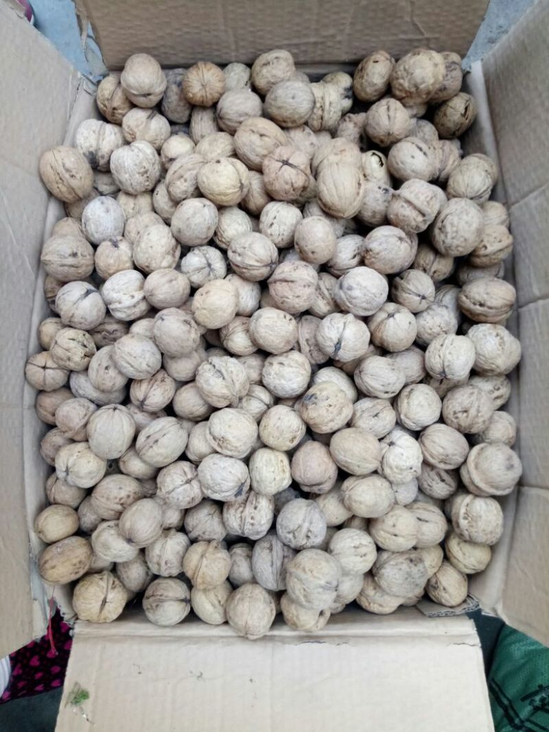 薄皮核桃30mm以上去皮干