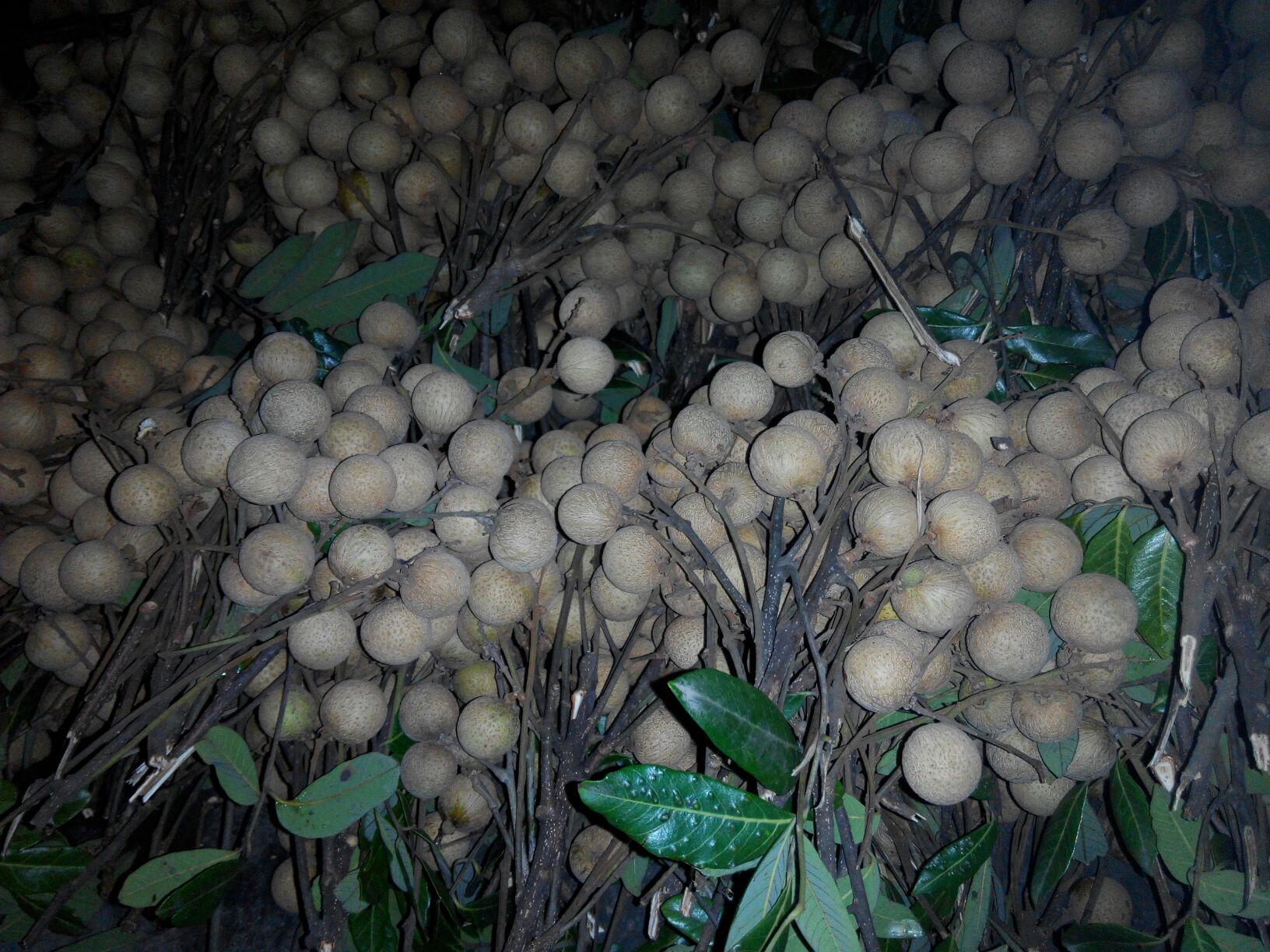 四川泸州市龙马潭区桂圆 10毫米以上 统货批发