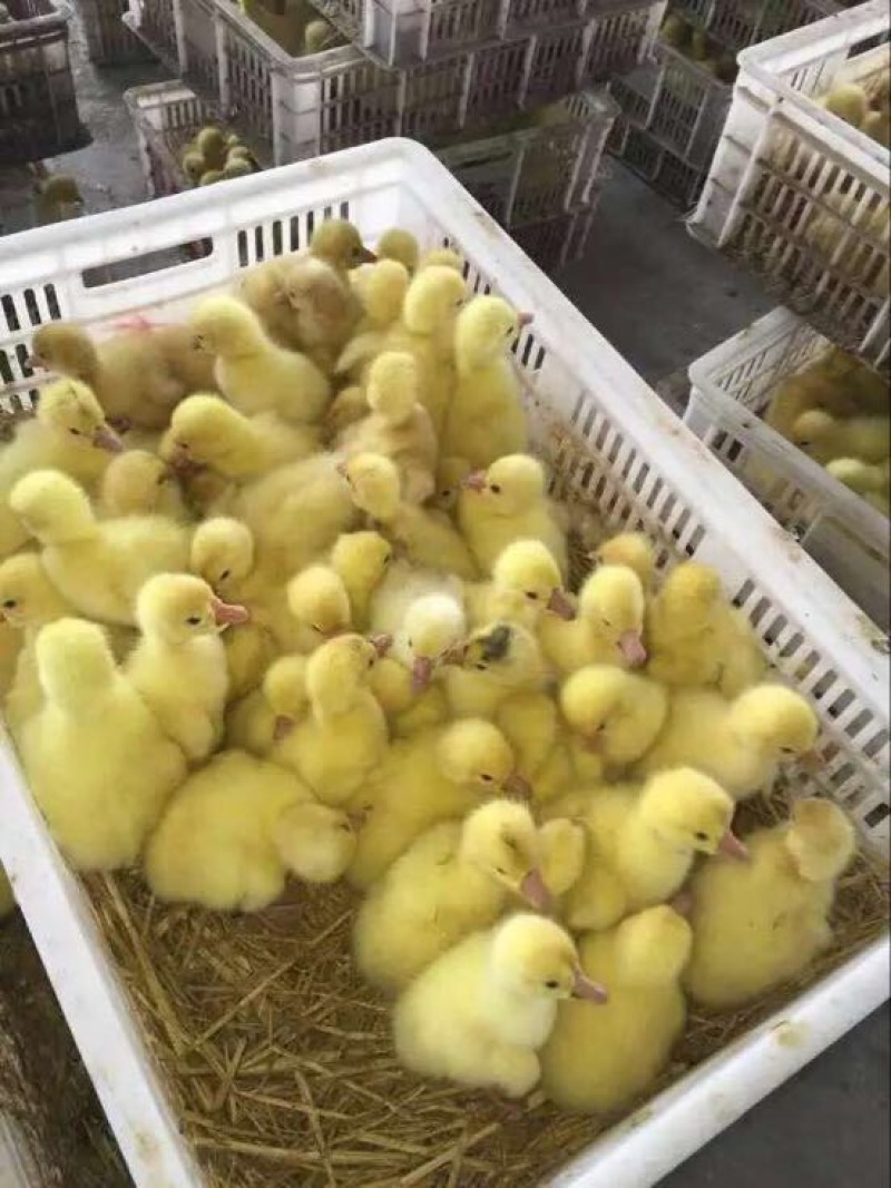 鹅苗