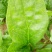 大叶菠菜20~25厘米