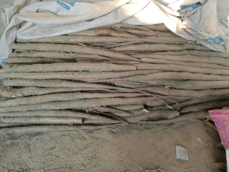 有精品九斤黄山药湖北襄阳精品产地