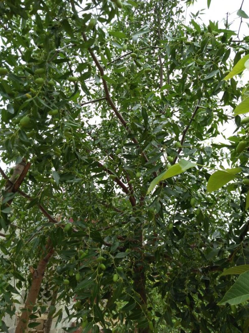 枣树苗80~110cm