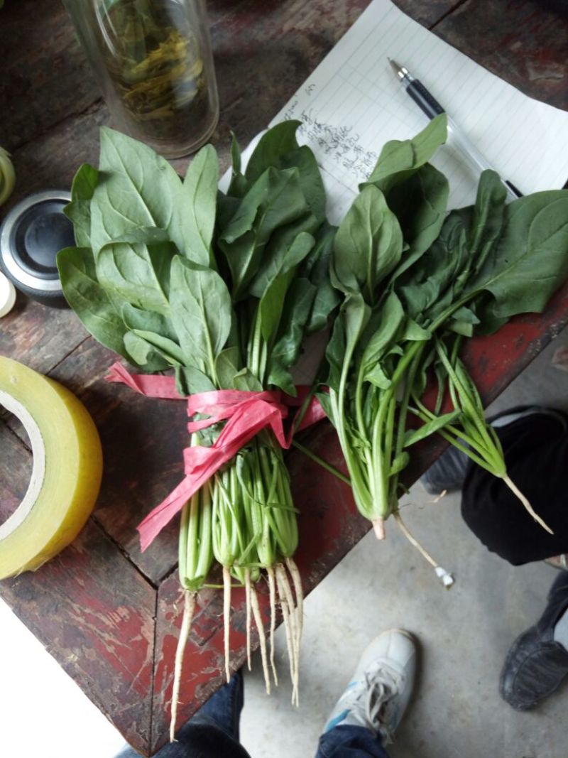绿神菠菜15~20厘米