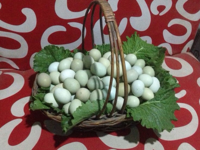 绿壳鸡蛋