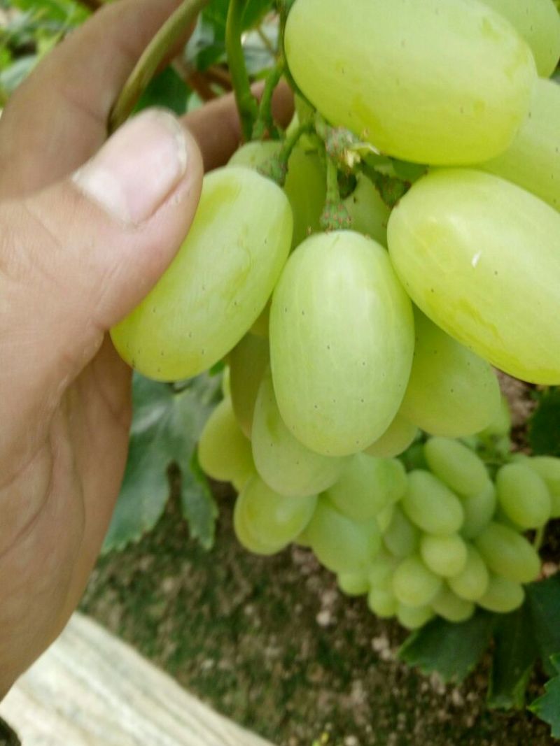 维多利亚葡萄1~2斤5%以下