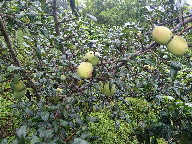 酸木瓜0.5~1斤