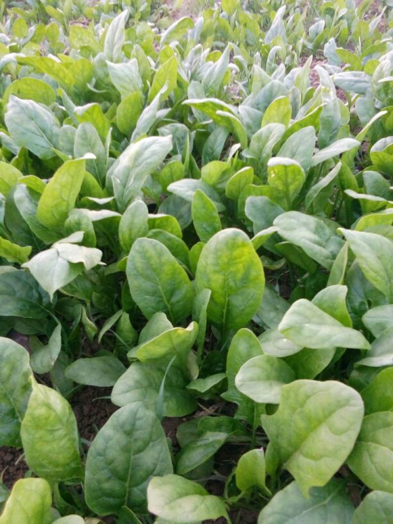 大叶菠菜20~25厘米