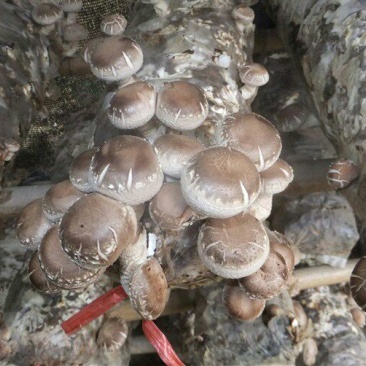 干香菇3cm以上