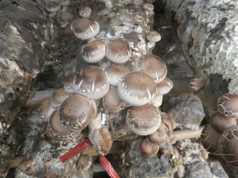 干香菇3cm以上