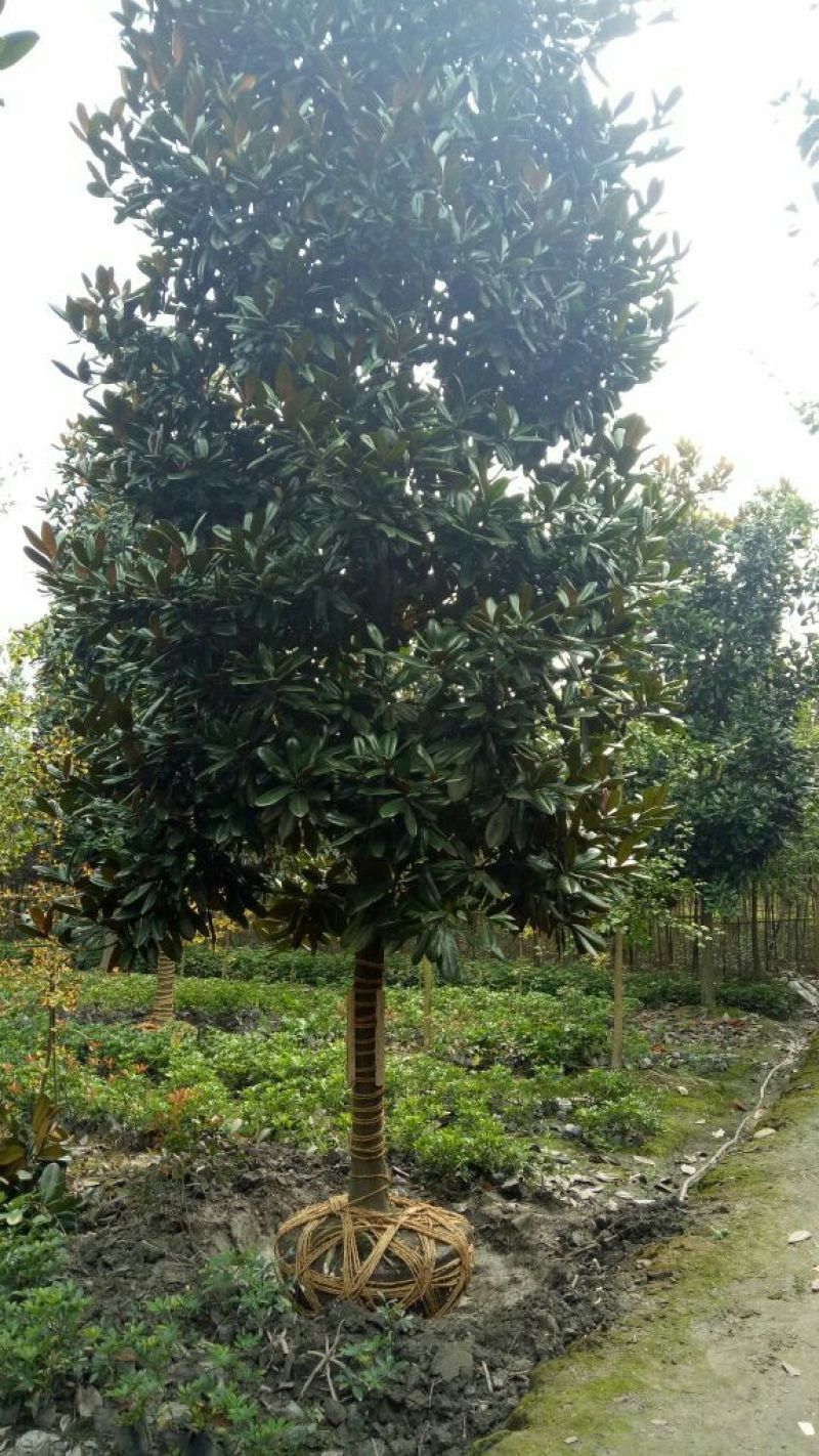 广玉兰10~12cm