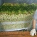 西安市阎良区上市了西芹55cm以上西吉芹菜