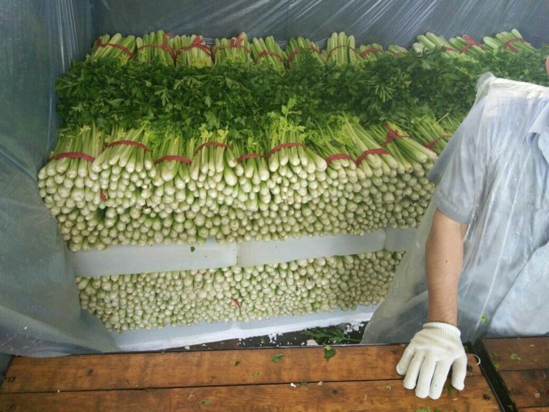 西安市阎良区上市了西芹55cm以上西吉芹菜