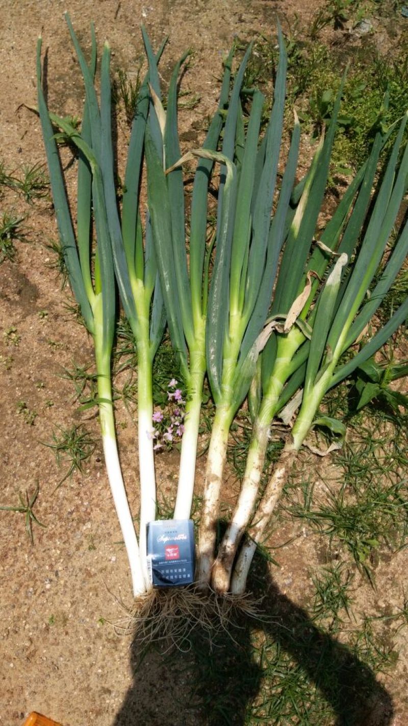 福建漳浦精品大葱，毛葱，箱葱，网袋葱（沙地种植）