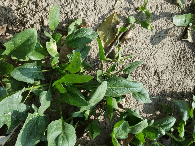 大叶菠菜20~25厘米