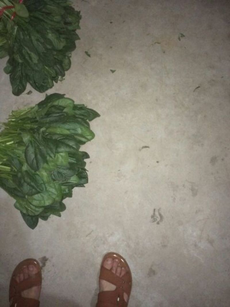 大叶菠菜20~25厘米