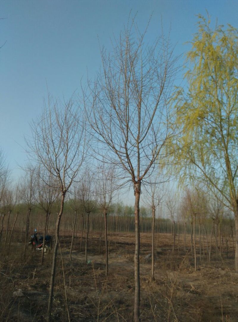 金叶榆8~10cm6~8cm3.5~4m
