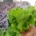 意大利生菜4两~5两基地直供品质保证，欢迎来电洽谈合作