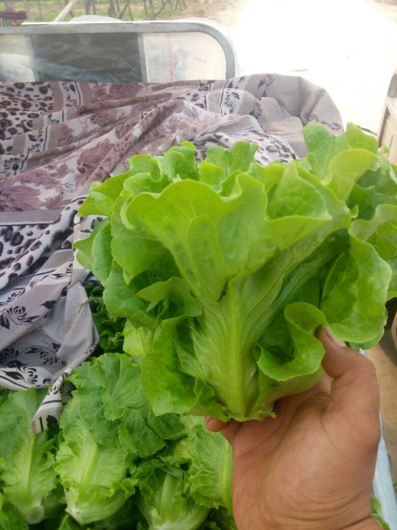 意大利生菜4两~5两基地直供品质保证，欢迎来电洽谈合作