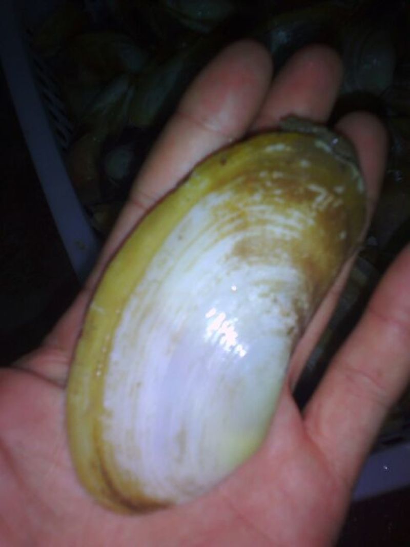 海螺食用鲜活5~10只/kg