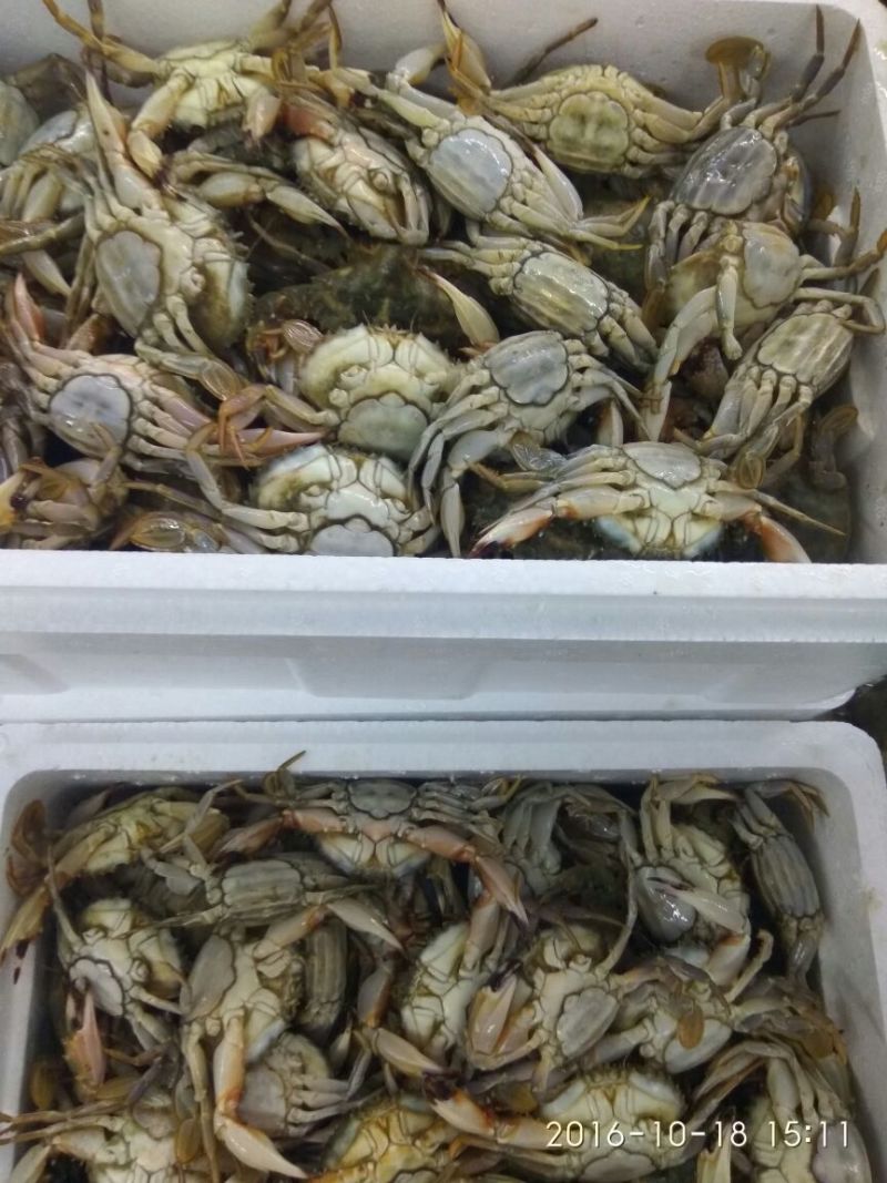 螃蟹食用雌蟹