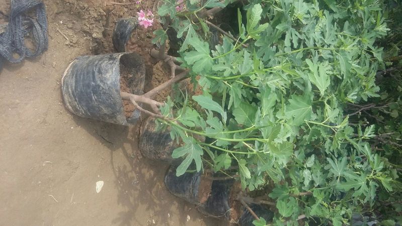 无花果苗，波姬红，青皮，金敖芬，布兰瑞克