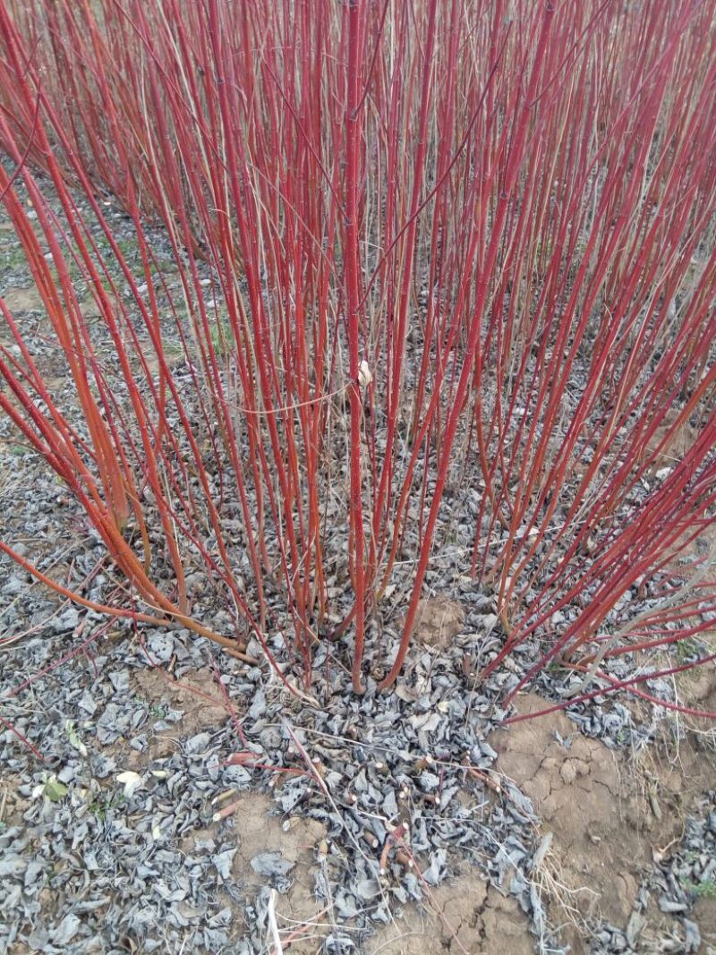 江苏宿迁红瑞木高度30-80高床苗10-20高度