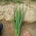 四季小葱50~55cm
