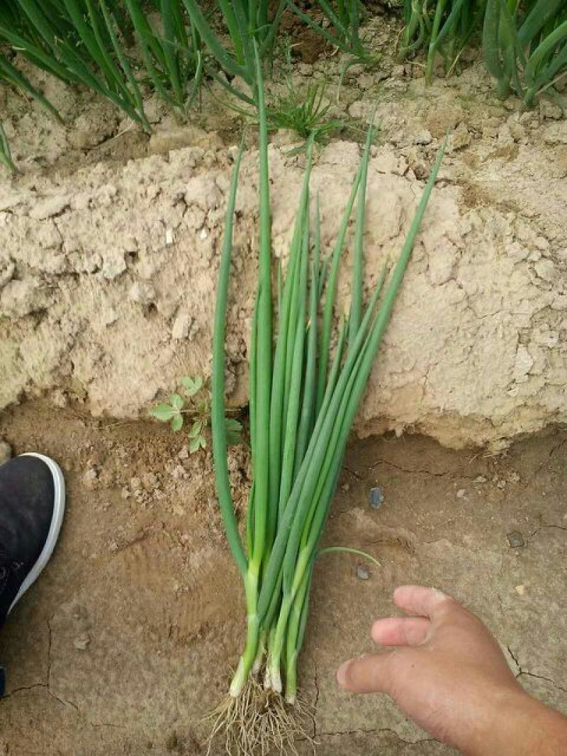 四季小葱50~55cm