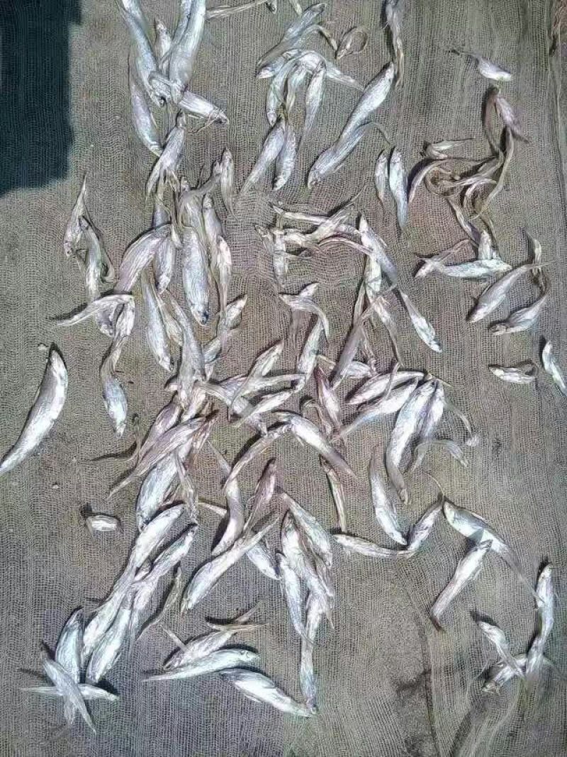 鱼干日晒鱼干