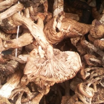 树秋菌一级