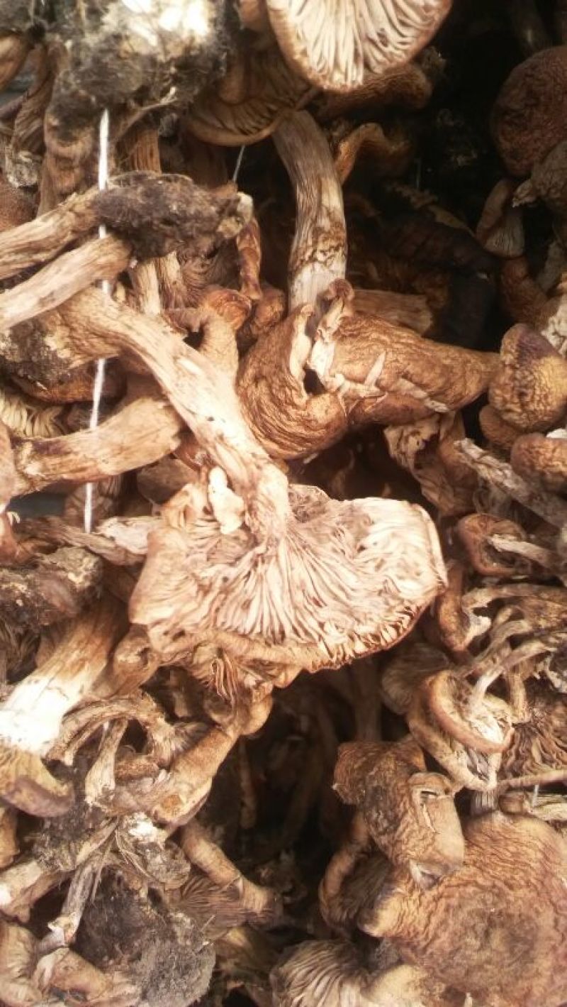 树秋菌一级