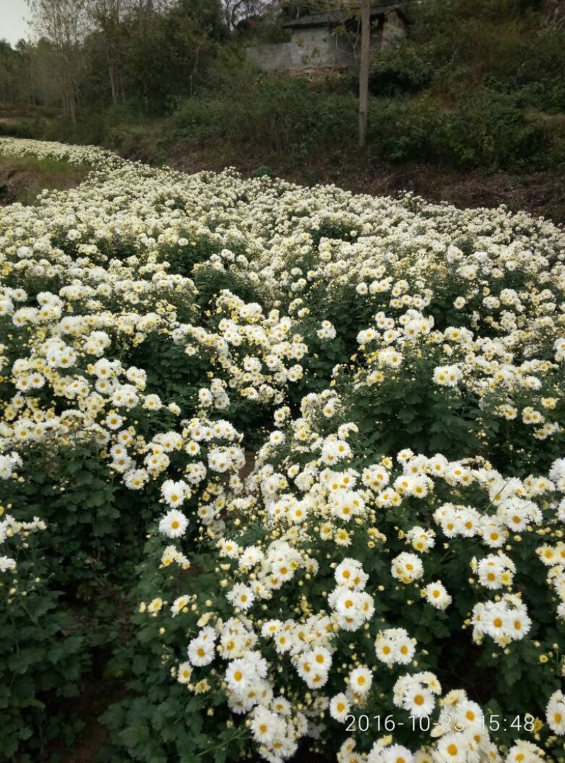 菊花茶开花