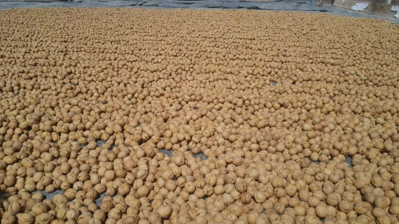 新疆185核桃25mm以上去皮干，阿克苏纸皮核桃
